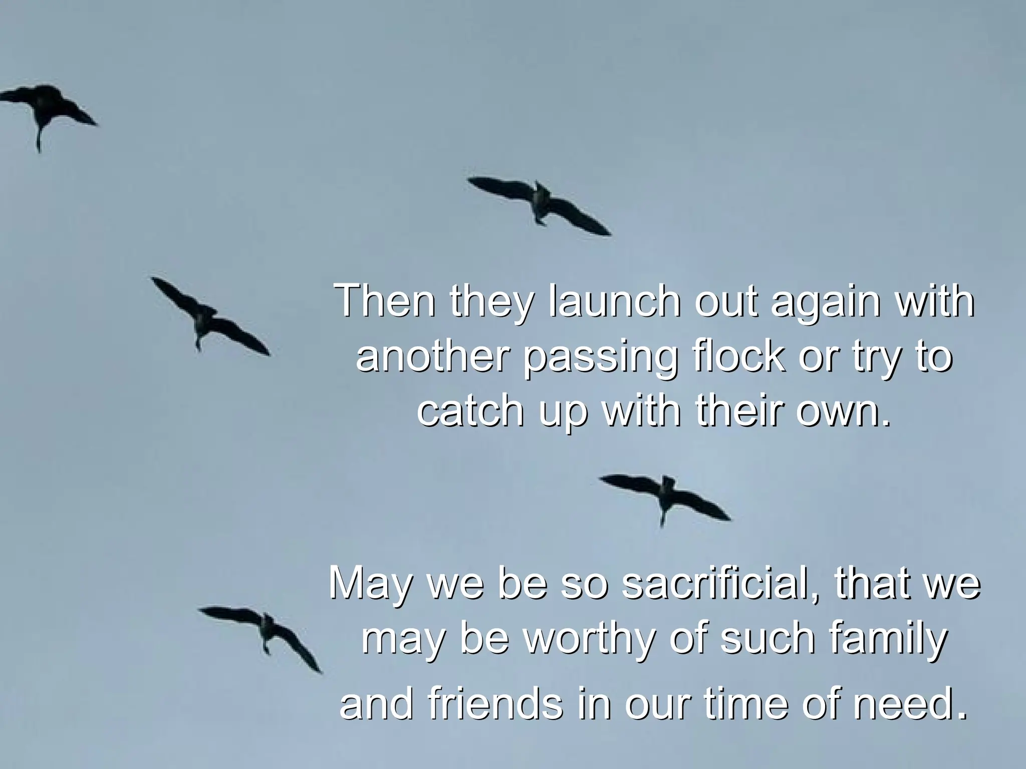 Then they launch out again with
another passing flock or try to
catch up with their own.
May we be so sacrificial, that we
may be worthy of such family
and friends in our time of need.
 