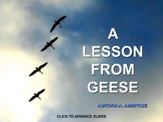 A
LESSON
FROM
GEESE
AURORA A. AMBROSE
CLICK TO ADVANCE SLIDES
 