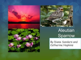 Aleutian
Sparrow
By Diane Sanders and
Catherine Hopkins
 