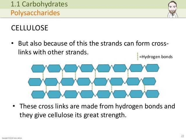Peony flower picture