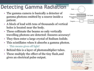 Detecting Gamma Radiation
• The gamma camera is basically a detector of
gamma photons emitted by a source inside a
patient.
• A block of lead with tens of thousands of vertical
holes is located near the body.
• These collimate the beams so only vertically
travelling photons are detected: Ensures accuracy!
• They then enter a large crystal of Sodium Iodide.
• This scintillates when it absorbs a gamma photon.
▫ This means gives off light!
• Behind this is a layer of photomultiplier tubes.
• These multiply the effect of the tiny flash,and
gives an electrical pulse output.
 