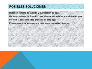 POSIBLES SOLUCIONES:
Hacer un sistema de succión y purificación de agua
Hacer un sistema de filtración para eliminar suciedades y posibles hongos
Prohibir el consumo a los animales de esta agua
Echarle químicos ala quebrada para matar bacterias y hongos
 
