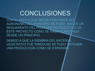CONCLUSIONES
CON EL APOYO QUE RECIBI POR PARTE DEL
AGRONOMO DEL MUNICIPIO SE PUDO HACER UN
SEGUIMIENTO DEL PROCESO PRODUCCTIVO DE
ESTE PROYECTO COMO SE HABIA PLANTEADO
DESDE UN PRINCIPIO

DEBIDO A QUE LA SIEMBRA DEL MATERIAL
VEGETATIVO FUE TARDIA NO SE PUDO OBTENER
UNA PRODUCCION COMO SE ESPERABA

 
