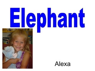 Elephant Alexa 
