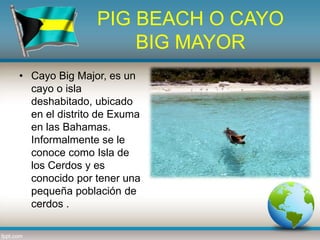PIG BEACH O CAYO
BIG MAYOR
• Cayo Big Major, es un
cayo o isla
deshabitado, ubicado
en el distrito de Exuma
en las Bahamas.
Informalmente se le
conoce como Isla de
los Cerdos y es
conocido por tener una
pequeña población de
cerdos .
 