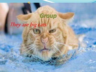 Group
Theyarebigcats.
 