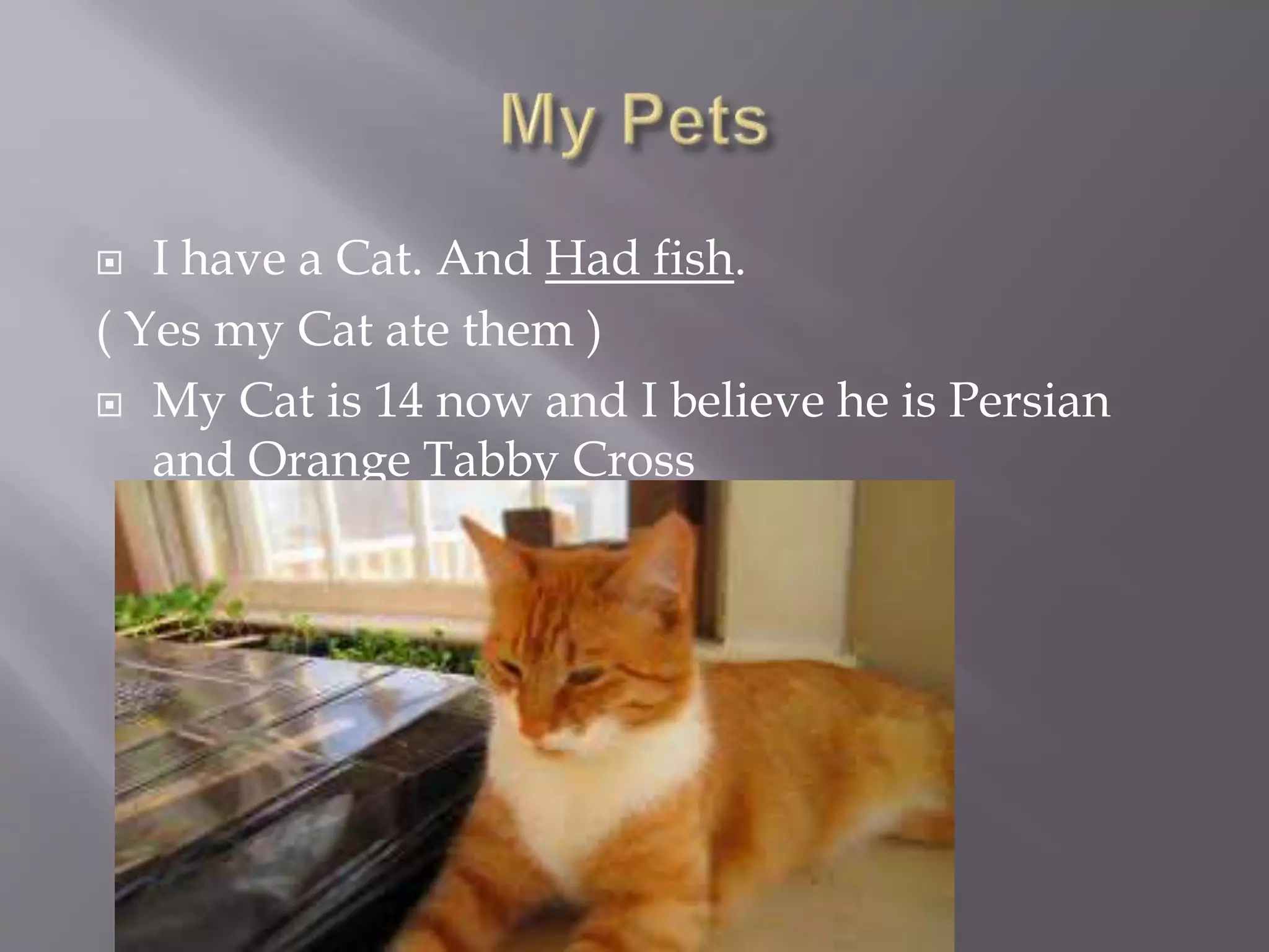  I have a Cat. And Had fish.
( Yes my Cat ate them )
 My Cat is 14 now and I believe he is Persian
and Orange Tabby Cross
 