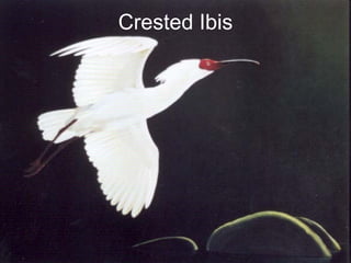 Crested Ibis 