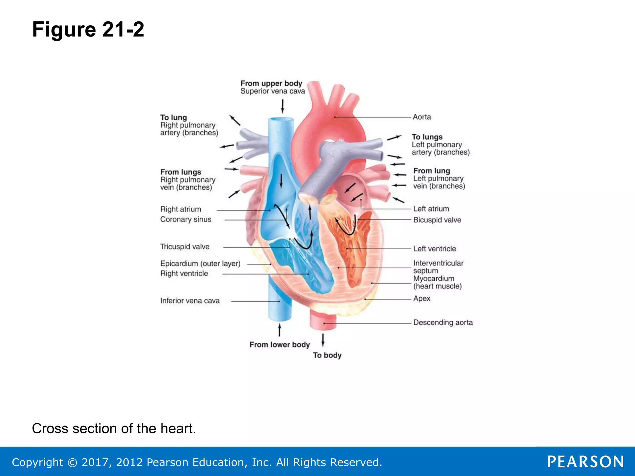 Copyright © 2017, 2012 Pearson Education, Inc. All Rights Reserved.
Figure 21-2
Cross section of the heart.
 
