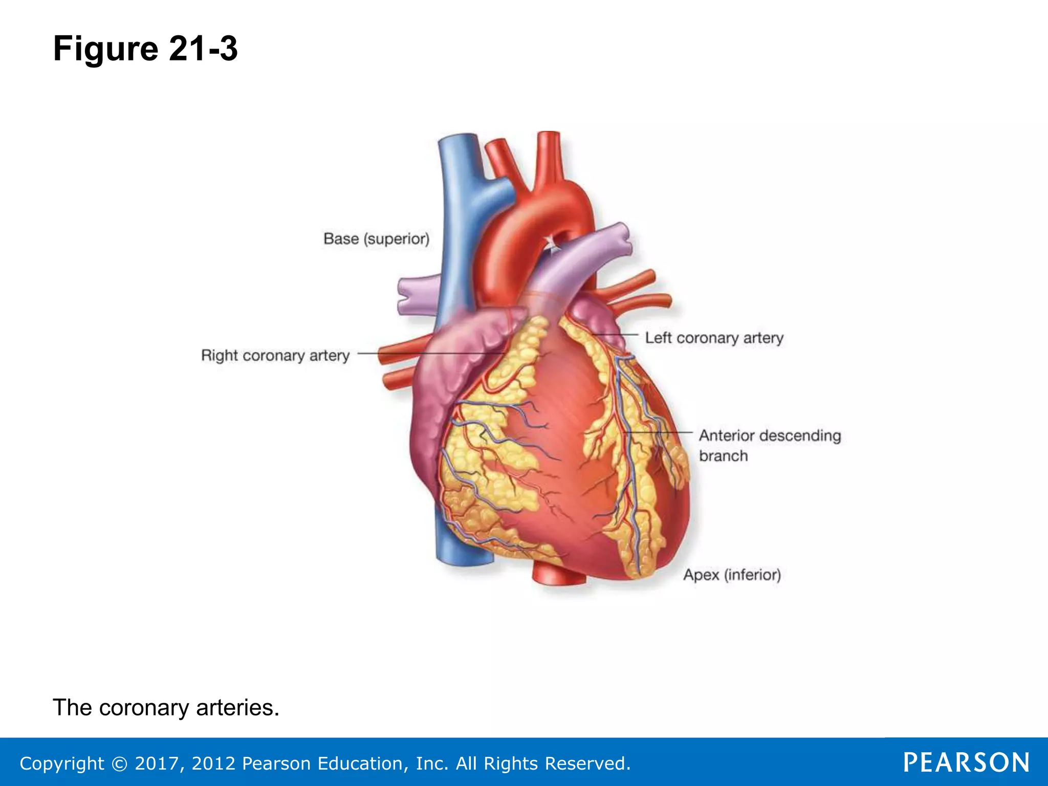 Copyright © 2017, 2012 Pearson Education, Inc. All Rights Reserved.
Figure 21-3
The coronary arteries.
 