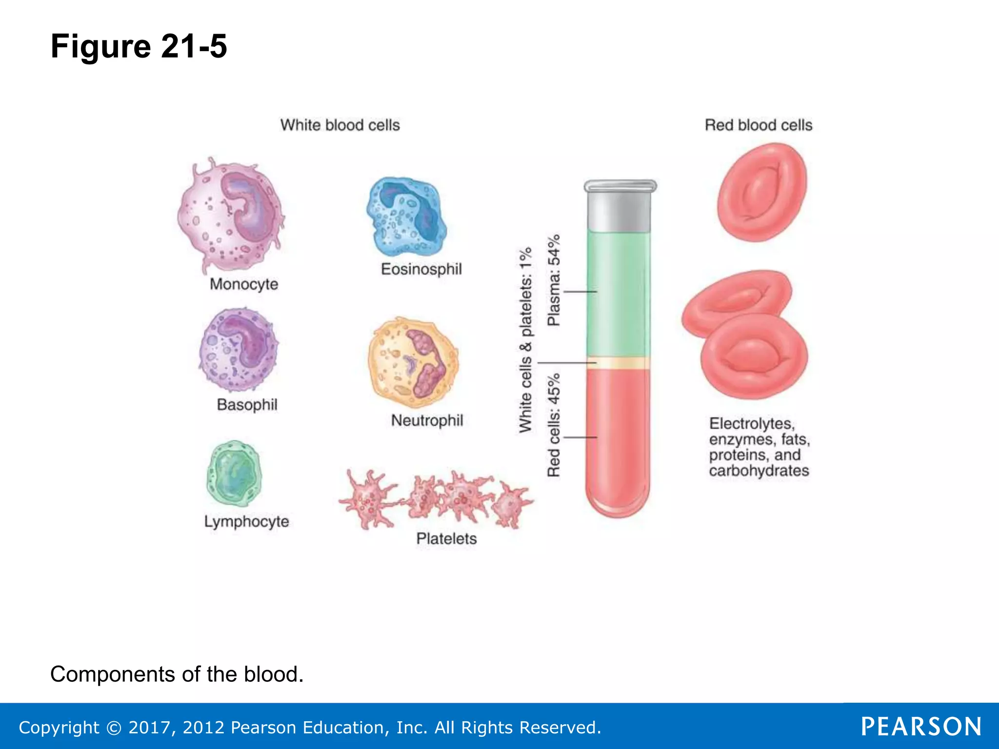 Copyright © 2017, 2012 Pearson Education, Inc. All Rights Reserved.
Figure 21-5
Components of the blood.
 