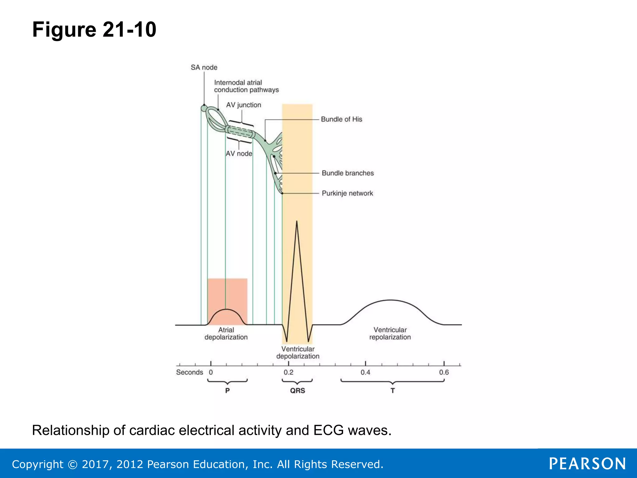 Copyright © 2017, 2012 Pearson Education, Inc. All Rights Reserved.
Figure 21-10
Relationship of cardiac electrical activity and ECG waves.
 