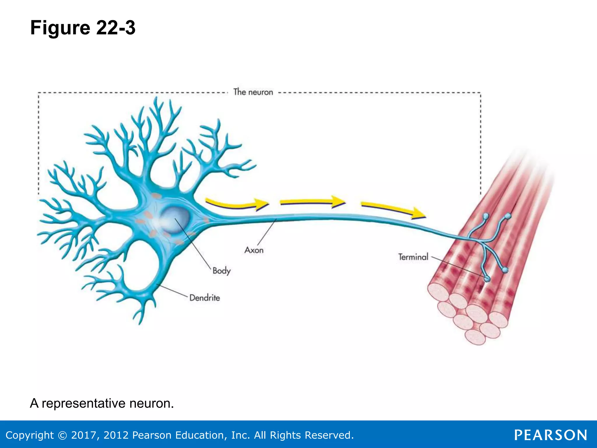Copyright © 2017, 2012 Pearson Education, Inc. All Rights Reserved.
Figure 22-3
A representative neuron.
 