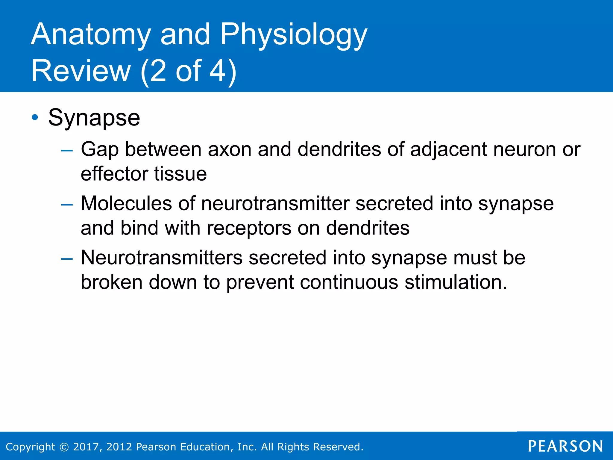 Copyright © 2017, 2012 Pearson Education, Inc. All Rights Reserved.
• Synapse
– Gap between axon and dendrites of adjacent neuron or
effector tissue
– Molecules of neurotransmitter secreted into synapse
and bind with receptors on dendrites
– Neurotransmitters secreted into synapse must be
broken down to prevent continuous stimulation.
Anatomy and Physiology
Review (2 of 4)
 