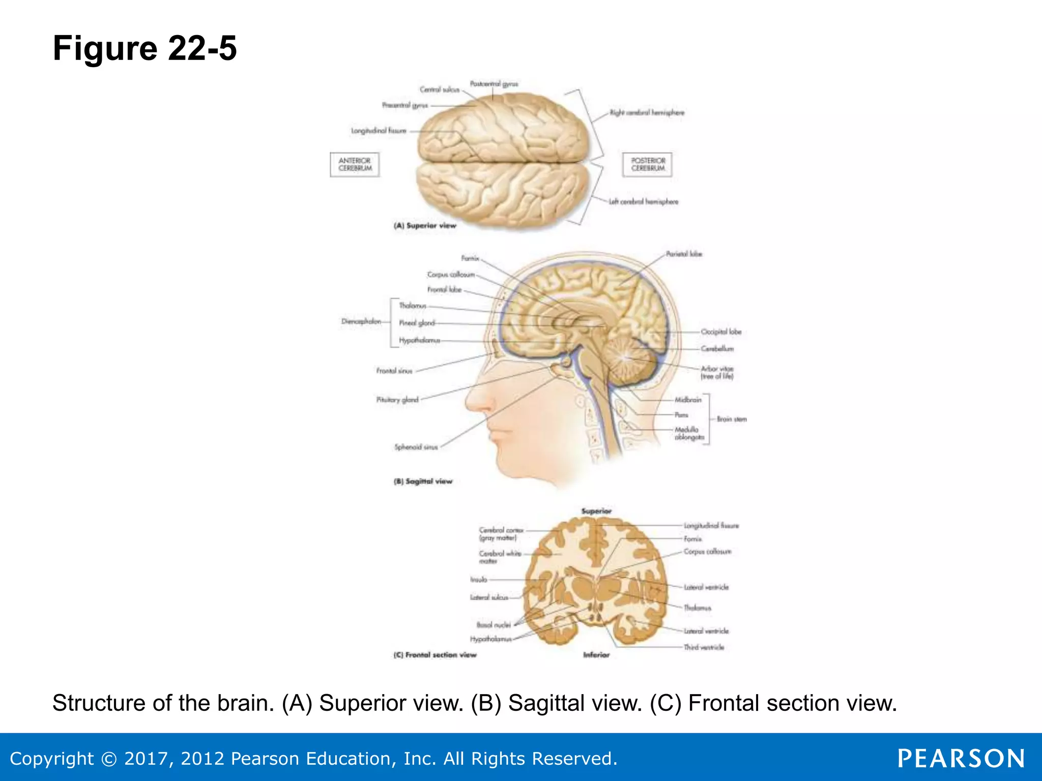 Copyright © 2017, 2012 Pearson Education, Inc. All Rights Reserved.
Figure 22-5
Structure of the brain. (A) Superior view. (B) Sagittal view. (C) Frontal section view.
 