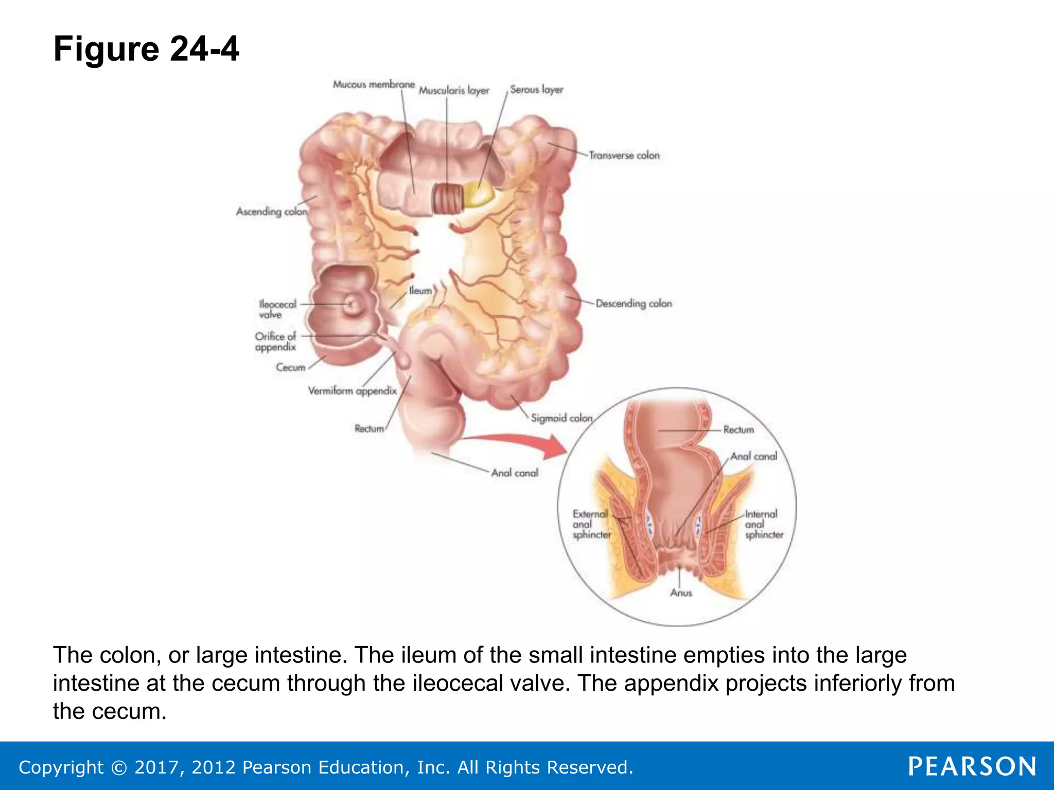 Copyright © 2017, 2012 Pearson Education, Inc. All Rights Reserved.
Figure 24-4
The colon, or large intestine. The ileum of the small intestine empties into the large
intestine at the cecum through the ileocecal valve. The appendix projects inferiorly from
the cecum.
 