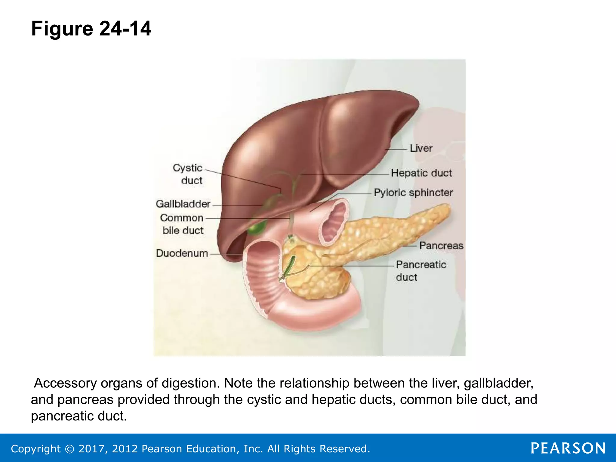 Copyright © 2017, 2012 Pearson Education, Inc. All Rights Reserved.
Figure 24-14
Accessory organs of digestion. Note the relationship between the liver, gallbladder,
and pancreas provided through the cystic and hepatic ducts, common bile duct, and
pancreatic duct.
 