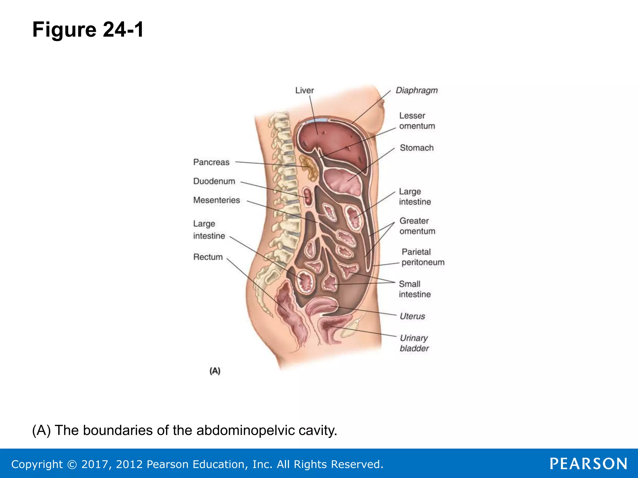 Copyright © 2017, 2012 Pearson Education, Inc. All Rights Reserved.
Figure 24-1
(A) The boundaries of the abdominopelvic cavity.
 