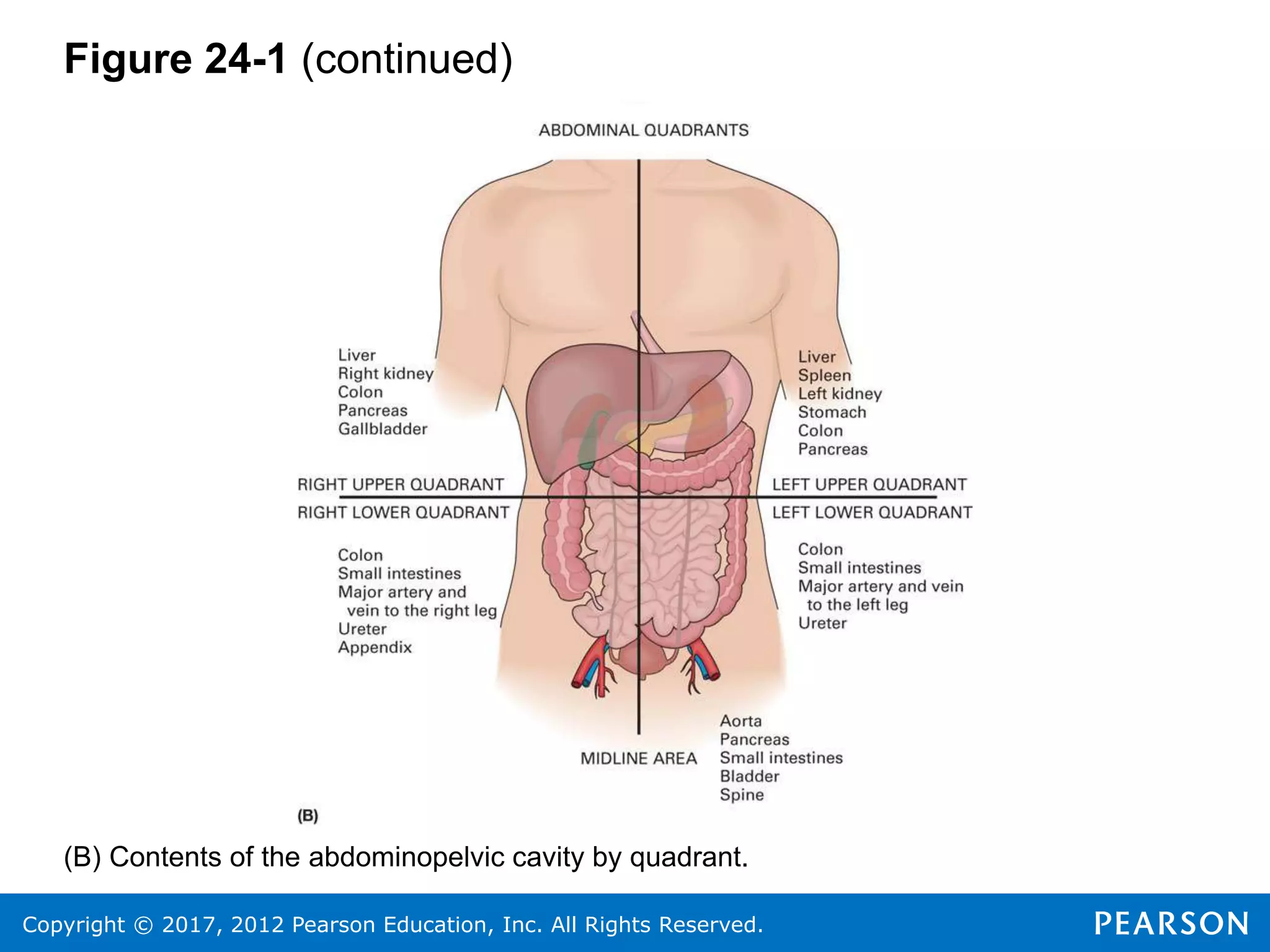 Copyright © 2017, 2012 Pearson Education, Inc. All Rights Reserved.
Figure 24-1 (continued)
(B) Contents of the abdominopelvic cavity by quadrant.
 
