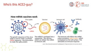Who’s this ACE2-guy?
source: https://www.benaroyaresearch.org/blog/post/11-things-know-about-mrna-vaccines-covid-19
 