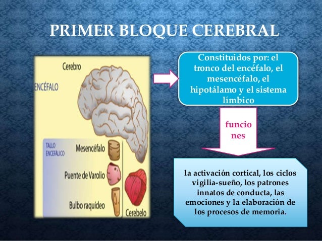 PRIMER BLOQUE CEREBRAL
Constituidos por: el
tronco del encéfalo, el
mesencéfalo, el
hipotálamo y el sistema
límbico
funcio...