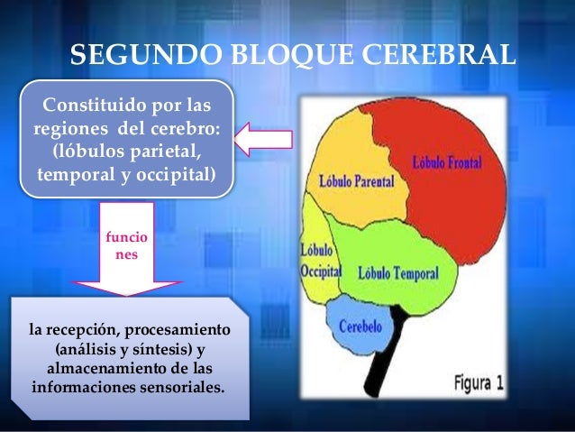 SEGUNDO BLOQUE CEREBRAL
Constituido por las
regiones del cerebro:
(lóbulos parietal,
temporal y occipital)
funcio
nes
la r...