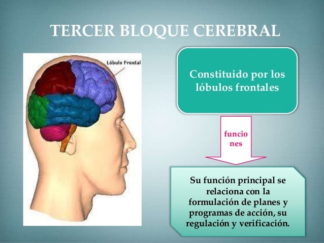 TERCER BLOQUE CEREBRAL
Constituido por los
lóbulos frontales
funcio
nes
Su función principal se
relaciona con la
formulaci...
