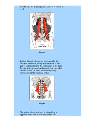 transfer into the diaphragm and cause it to stiffen as
well.




                       Fig 05



Behind this pair of muscles (the psoas) lie the
quadrati lumborum, rising from the back of the
pelvis and attaching to the bottom ribs at the back.
Release in these muscles also contributes greatly to
the erection of the torso and the suspensory
mechanism of the breathing organ.




                       Fig 06



The weight of the head and pelvis pulling in
opposite directions is what encourages the
 