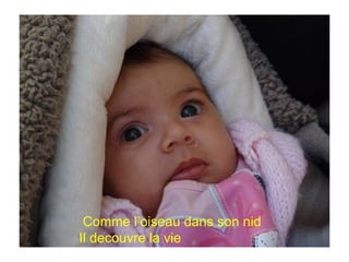 Comme l’oiseau dans son nid
Il decouvre la vie
 