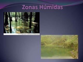 Zonas Húmidas 