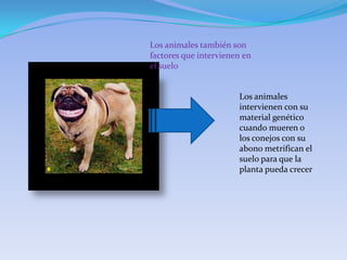 Los animales también son
factores que intervienen en
el suelo


                       Los animales
                       intervienen con su
                       material genético
                       cuando mueren o
                       los conejos con su
                       abono metrifican el
                       suelo para que la
                       planta pueda crecer
 