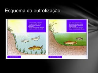 Esquema da eutrofização
 