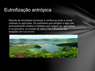 Eutrofização antrópica
Resulta de atividades humanas e verifica-se junto a zonas
urbanas ou agrícolas. Os nutrientes que atingem o lago são
principalmente nitratos e fosfatos com origem na agricultura
e na pecuária, na erosão do solo e nos influentes das
estações de tratamento.
 