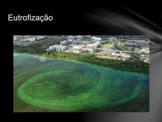 Eutrofização
 