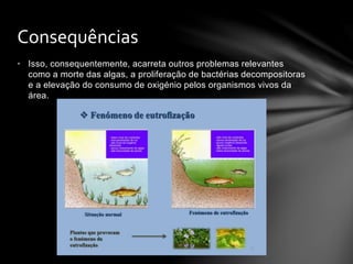 • Isso, consequentemente, acarreta outros problemas relevantes
como a morte das algas, a proliferação de bactérias decompositoras
e a elevação do consumo de oxigénio pelos organismos vivos da
área.
Consequências
 