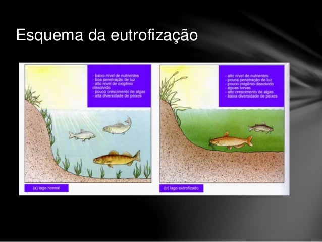 Causas Da Eutrofizacao O Que é Eutrofização?