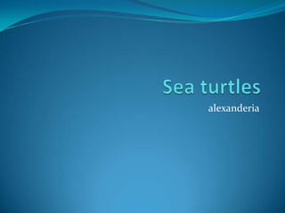 Sea turtles alexanderia 