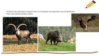 ●
The fauna of this natural park is important since it is a sub-species of the typical ibex, this is the beceite-ibex.
●
There is also wild boar and birds, vultures.
 