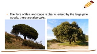 ● The flora of this landscape is characterized by the large pine
woods, there are also oaks.
 