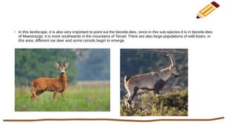 ● In this landscape, it is also very important to point out the beceite-ibex, since in this sub-species it is in beceite-ibex
of Maestrazgo, it is more southwards in the mountains of Teruel. There are also large populations of wild boars, in
this area, different roe deer and some cervols begin to emerge.
 