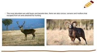 ● The most abundant are wild boars and beceite-ibex, there are also corzos, cervans and muflons that
escaped from an area destined for hunting.
 