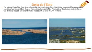 Delta de l’Ebre
● The Natural Park of the Ebro Delta is located at the mouth of the Ebro River, in the province of Tarragona, in the
counties of Montsià and Baix Ebre, in the most southern part of the Principality of Catalonia. A protected area
was declared in 1983, and extended later in 1986 with an area of 7,736 hectares.​​
 
