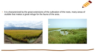 ● It is characterized by the great extensions of the cultivation of the roots, many areas of
stubble that makes a great refuge for the fauna of the area.
 