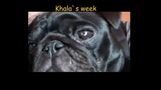 Khala`s week
 