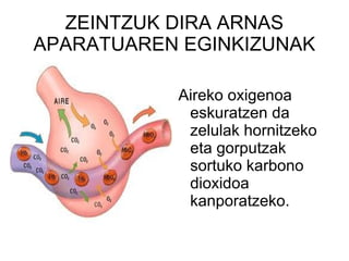 ZEINTZUK DIRA ARNAS APARATUAREN EGINKIZUNAK Aireko oxigenoa eskuratzen da zelulak hornitzeko eta gorputzak sortuko karbono dioxidoa kanporatzeko. 