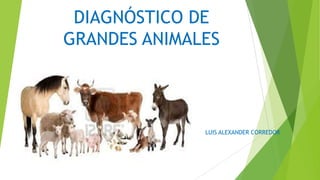 DIAGNÓSTICO DE
GRANDES ANIMALES

LUIS ALEXANDER CORREDOR

 