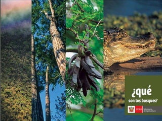 Bosques de Producción Permanente