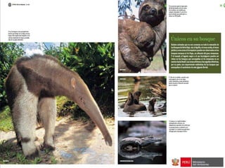 Bosques de Producción Permanente