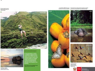 Bosques de Producción Permanente