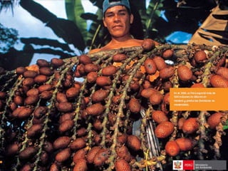 Bosques de Producción Permanente
